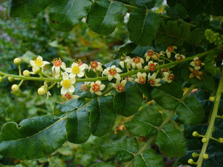 Boswellia (Boswellia)