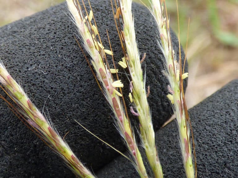 Bothriochloa (Bothriochloa)