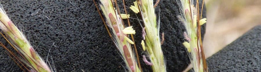 Bothriochloa