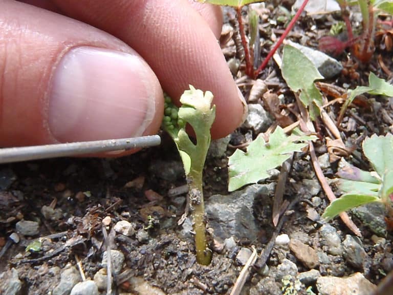 Botrychium (Botrychium)