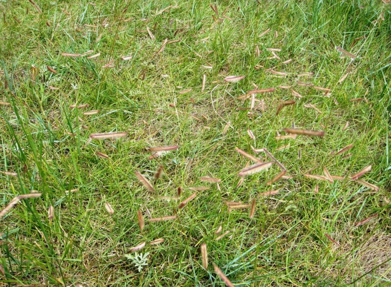 Bouteloua (Bouteloua)