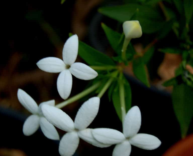 Bouvardie (Bouvardia)