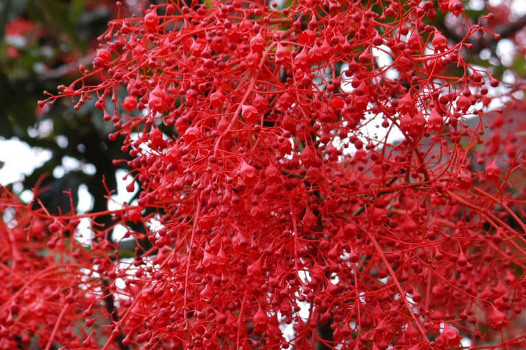 Arbres-bouteilles (Brachychiton)