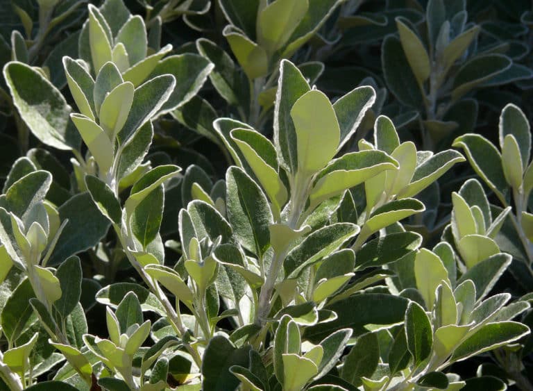 Brachyglottis (Brachyglottis)