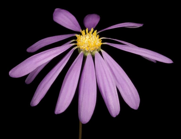Brachycome (Brachyscome)