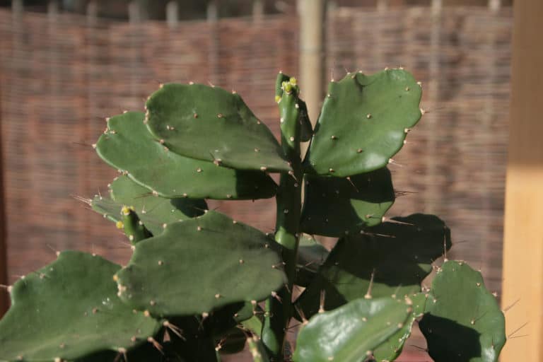 Brasiliopuntia (Brasiliopuntia)