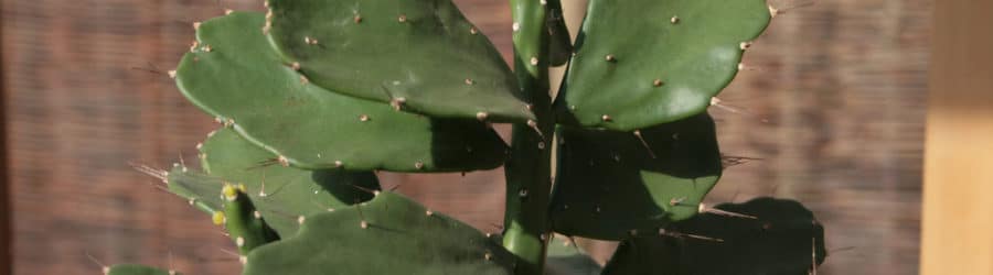 Brasiliopuntia