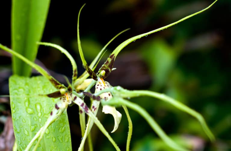 Orchidées araignées (Brassia)