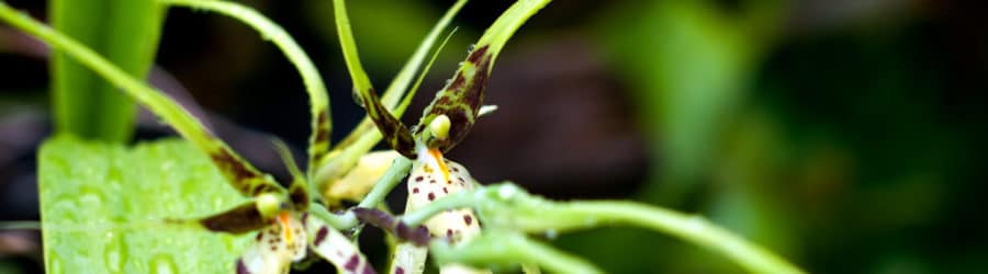 Orchidées araignées