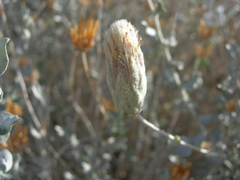 Brickellia (Brickellia)