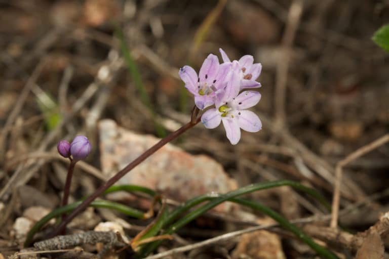 Brimeura (Brimeura)