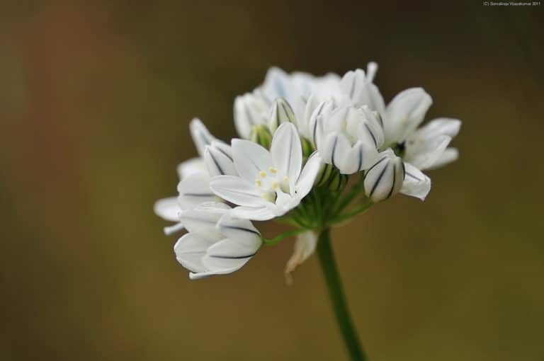 Brodiaea (Brodiaea)