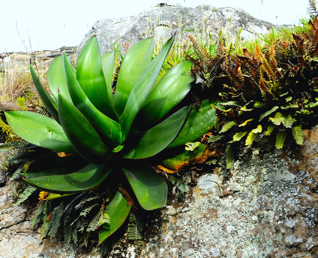 Bromélia (Bromelia)