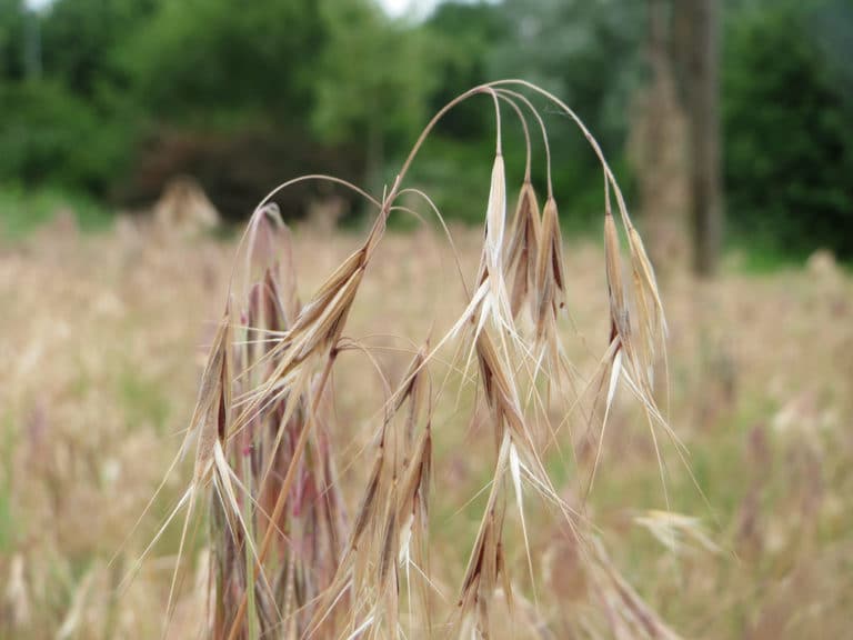 Bromus (Bromus)