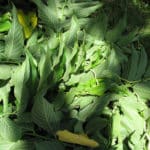 Broussonetie (Broussonetia)