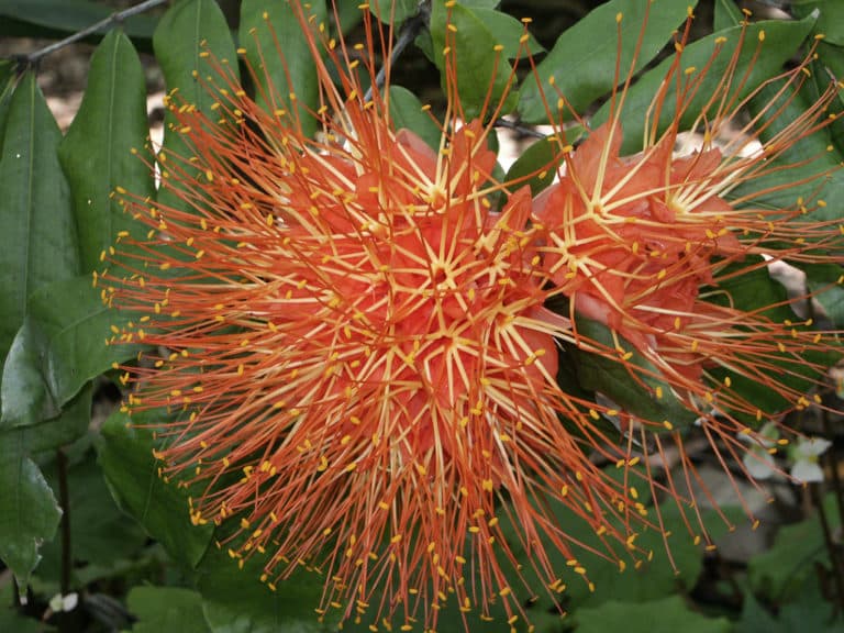 Brownea (Brownea)