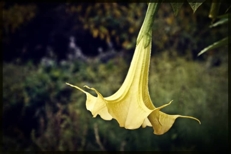 Brugmansie (Brugmansia)