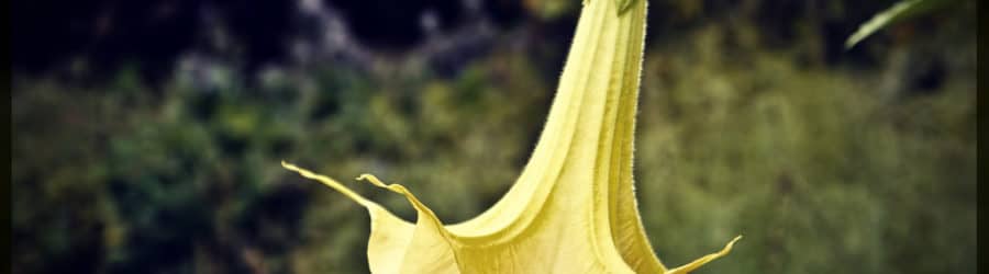 Brugmansie