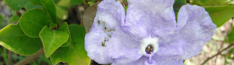 Brunfelsia