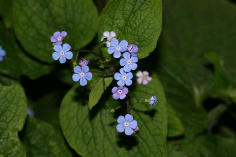Brunnera (Brunnera)
