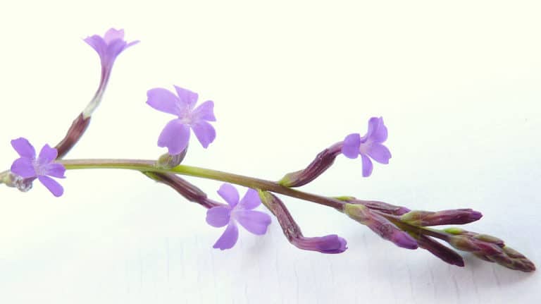 Buchnera (Buchnera)