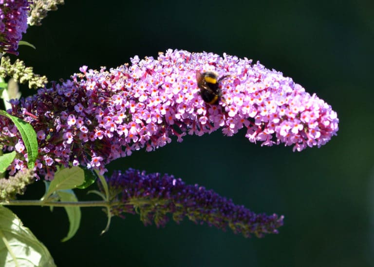 Buddléia (Buddleia)