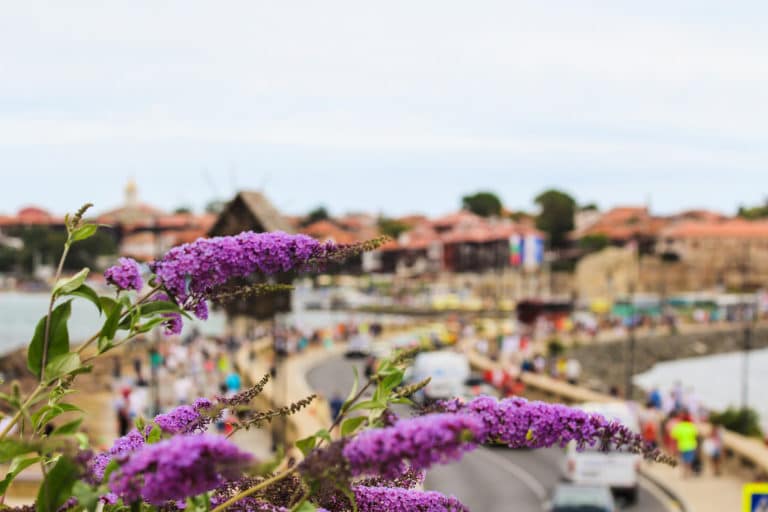 Buddleja (Buddleja)