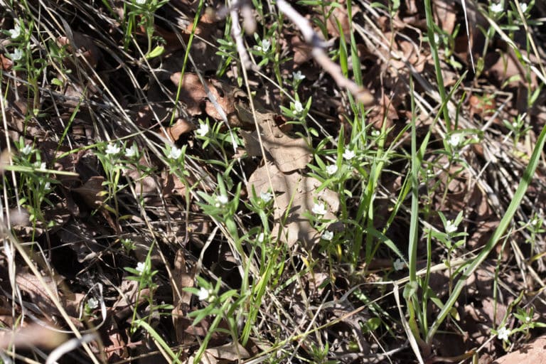 Buglossoides (Buglossoides)