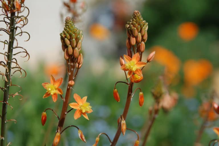 Bulbine (Bulbine)