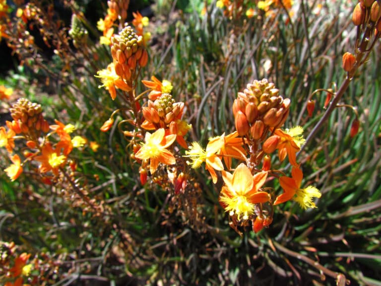 Bulbinella (Bulbinella)