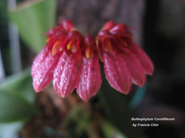 Bulbophyllum (Bulbophyllum)