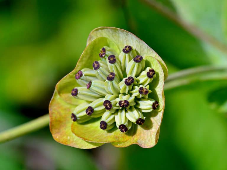 Buplèvre (Bupleurum)