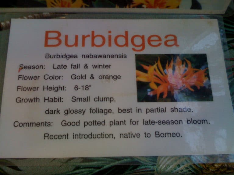 Burbidgea (Burbidgea)