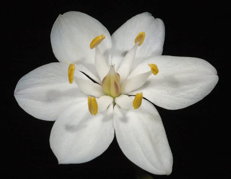 Burchardia (Burchardia)