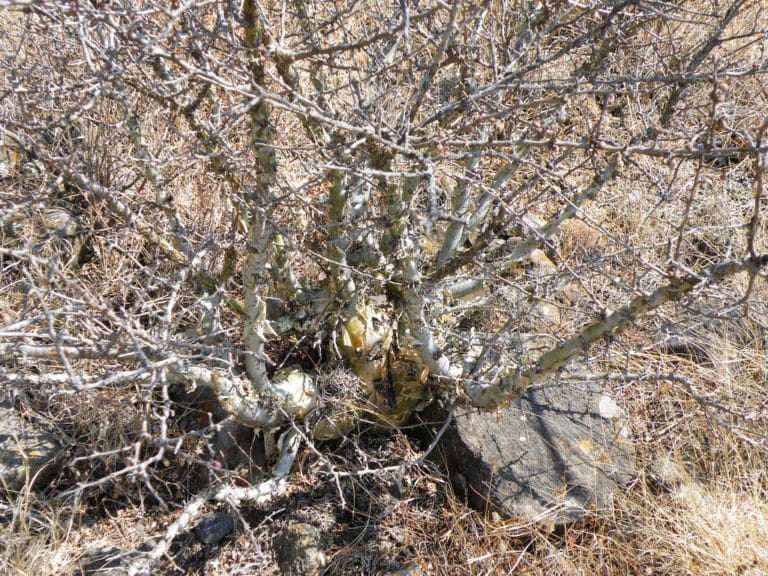 Bursera (Bursera)