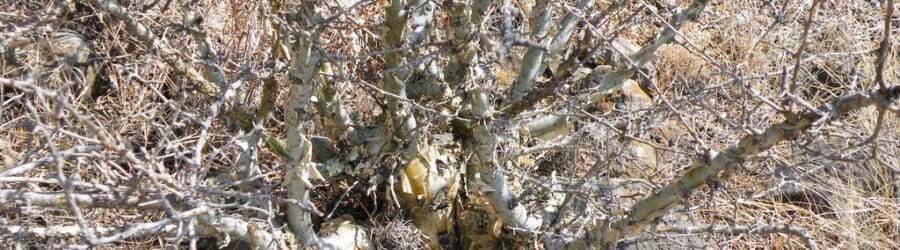 Bursera