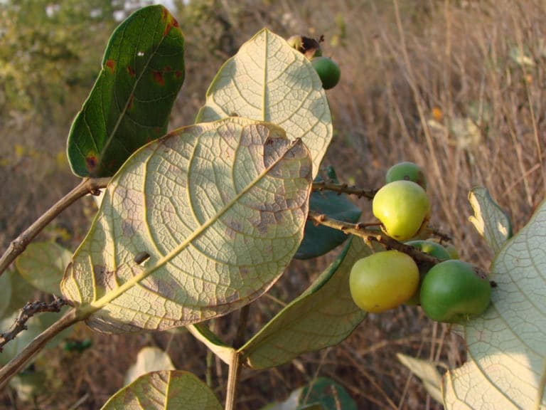Byrsonima (Byrsonima)