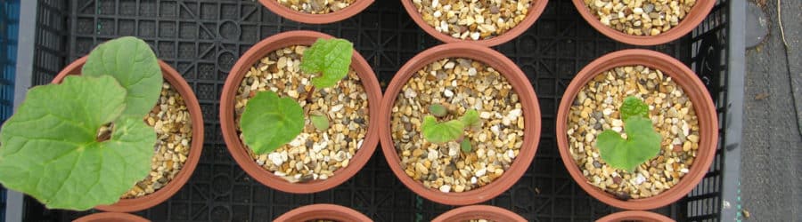 Cacalia