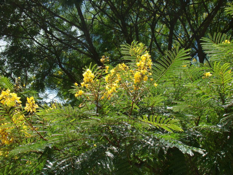 Césalpinie (Caesalpinia)