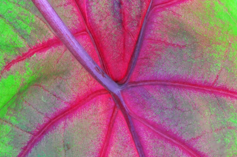 Ailes d'anges (Caladium)