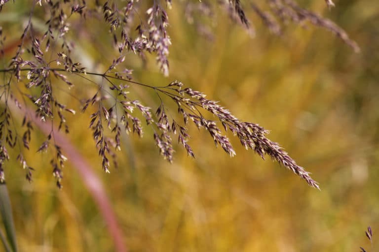 Calamagrostis (Calamagrostis)