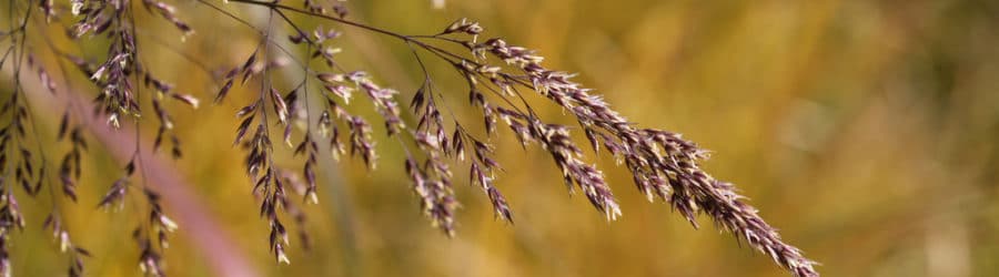 Calamagrostis