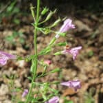 Calament (Calamintha)