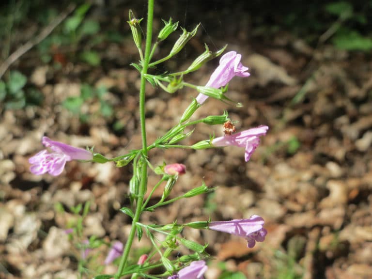 Calament (Calamintha)
