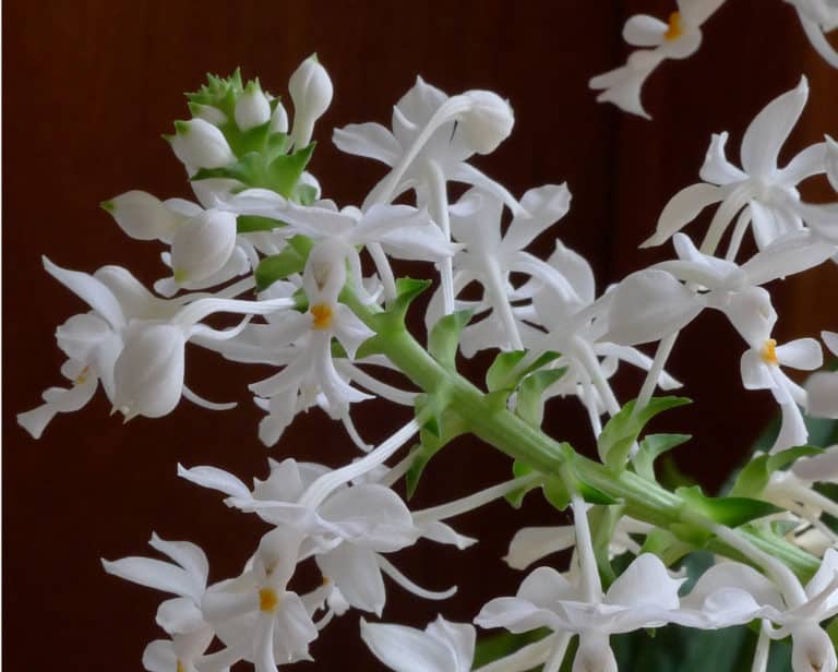 Calanthe (Calanthe)