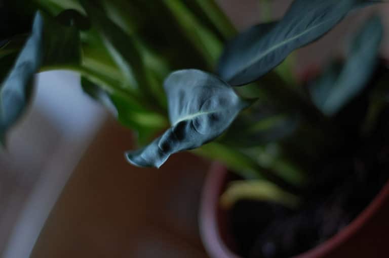 Calathea (Calathea)