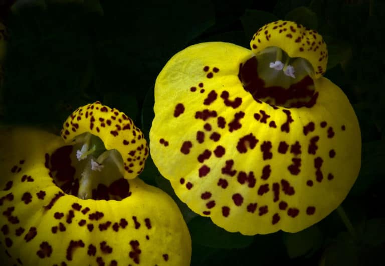 Calcéolaire (Calceolaria)