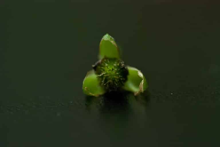 Caldesia (Caldesia)