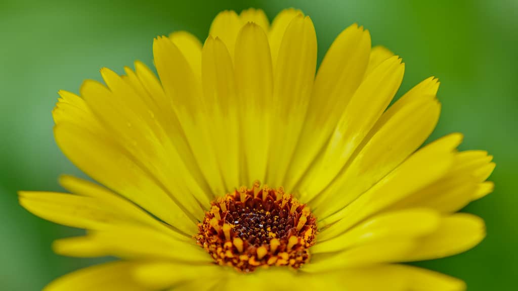 Souci (Calendula)
