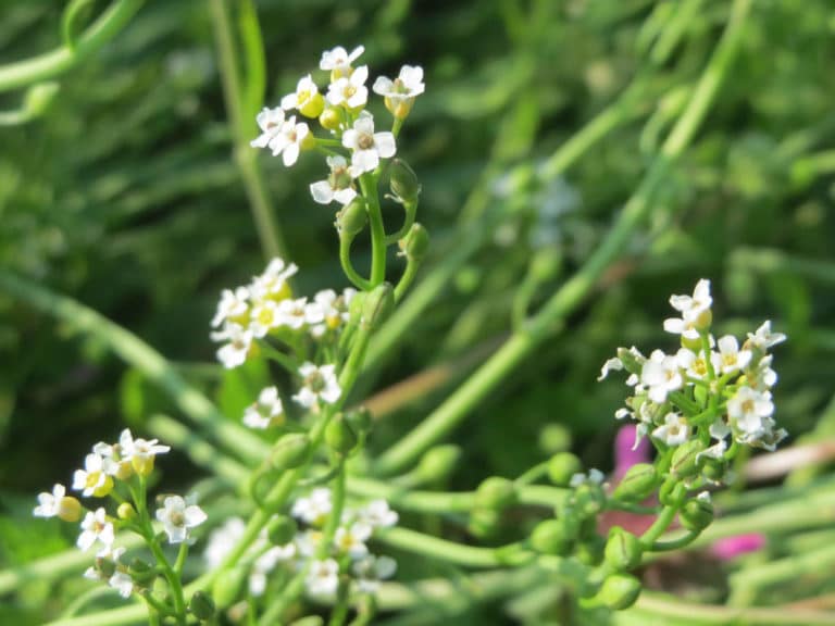 Calepina (Calepina)
